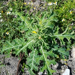 Argemone mexicana