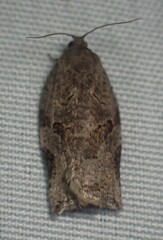 Archips grisea
