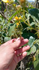 Bidens rubifolia