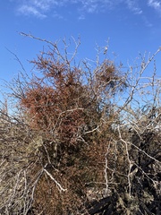 Phoradendron californicum