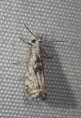 Microcrambus minor