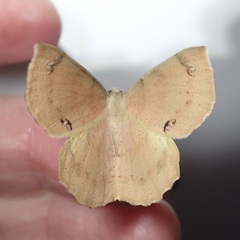 Erastria decrepitaria