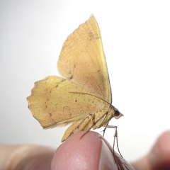 Erastria decrepitaria