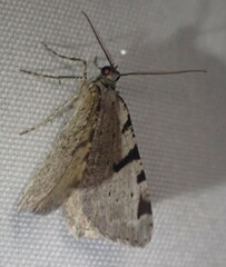 Macaria subcessaria