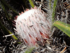 Protea scabriuscula