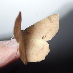 Erastria decrepitaria