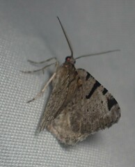 Macaria subcessaria