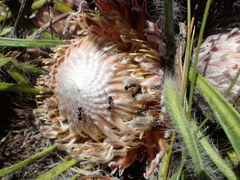 Protea scabriuscula