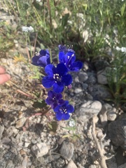 Phacelia campanularia