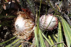 Protea scabriuscula