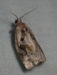Archips grisea