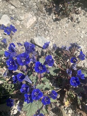 Phacelia campanularia