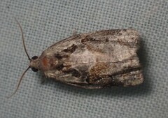 Archips grisea