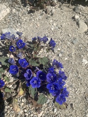 Phacelia campanularia