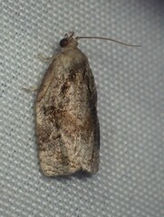 Archips grisea