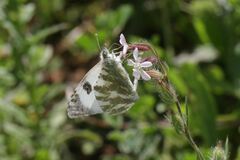 Euchloe belemia