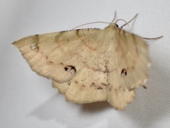 Erastria decrepitaria