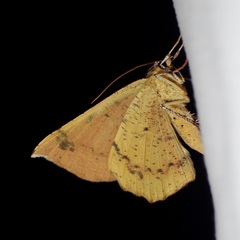 Erastria decrepitaria