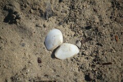 Macomona deltoidalis