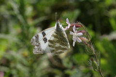 Euchloe belemia