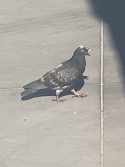 Columba livia domestica