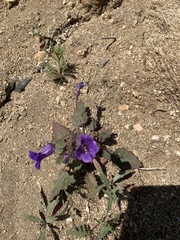 Phacelia minor
