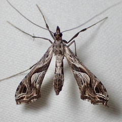 Lineodes integra
