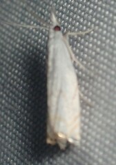 Crambus albellus