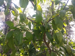 Ximenia americana