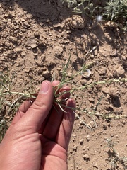 Oligomeris linifolia