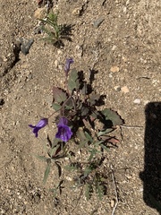 Phacelia minor