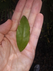 Ximenia americana
