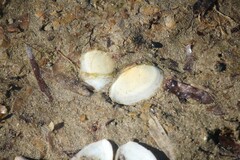 Macomona deltoidalis