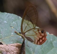 Cithaerias cliftoni