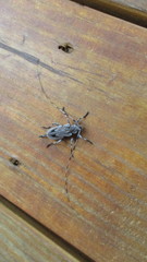 Acanthocinus nodosus