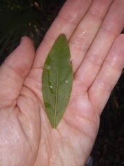 Ximenia americana