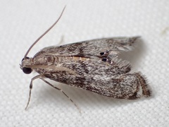 Petrophila schaefferalis