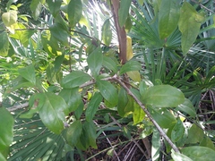 Ximenia americana