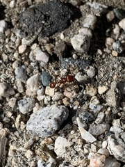 Pogonomyrmex californicus