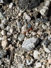 Pogonomyrmex californicus