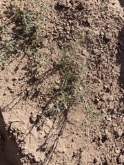 Oligomeris linifolia