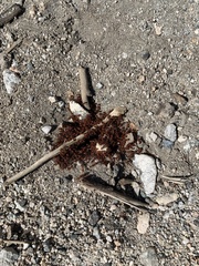 Pogonomyrmex californicus