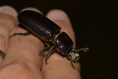 Aulacocyclus teres