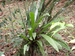 Niphidium crassifolium