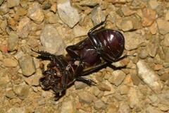 Aulacocyclus teres
