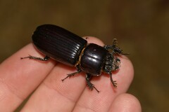 Aulacocyclus teres