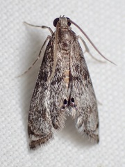Petrophila schaefferalis