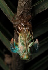 Cicadoidea