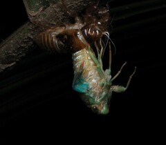 Cicadoidea