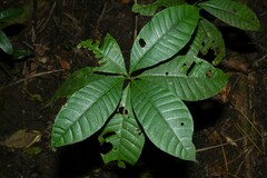 Couma guianensis